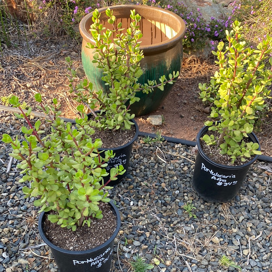 portulacaria afra macrophylla Portulacaria afra 'Macrophylla' – The Madd Potter
