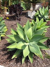 Load image into Gallery viewer, Agave attenuata