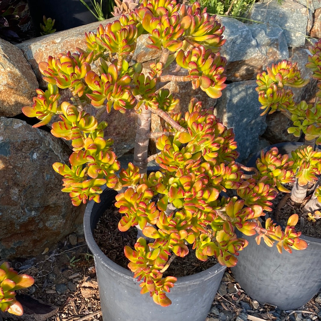 orange jade plant Crassula ovata – The Madd Potter