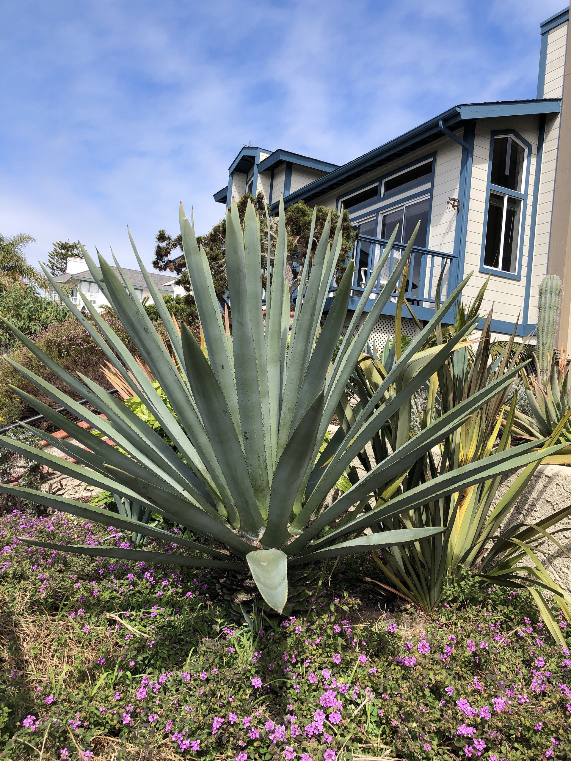 Agave tequilana – The Madd Potter