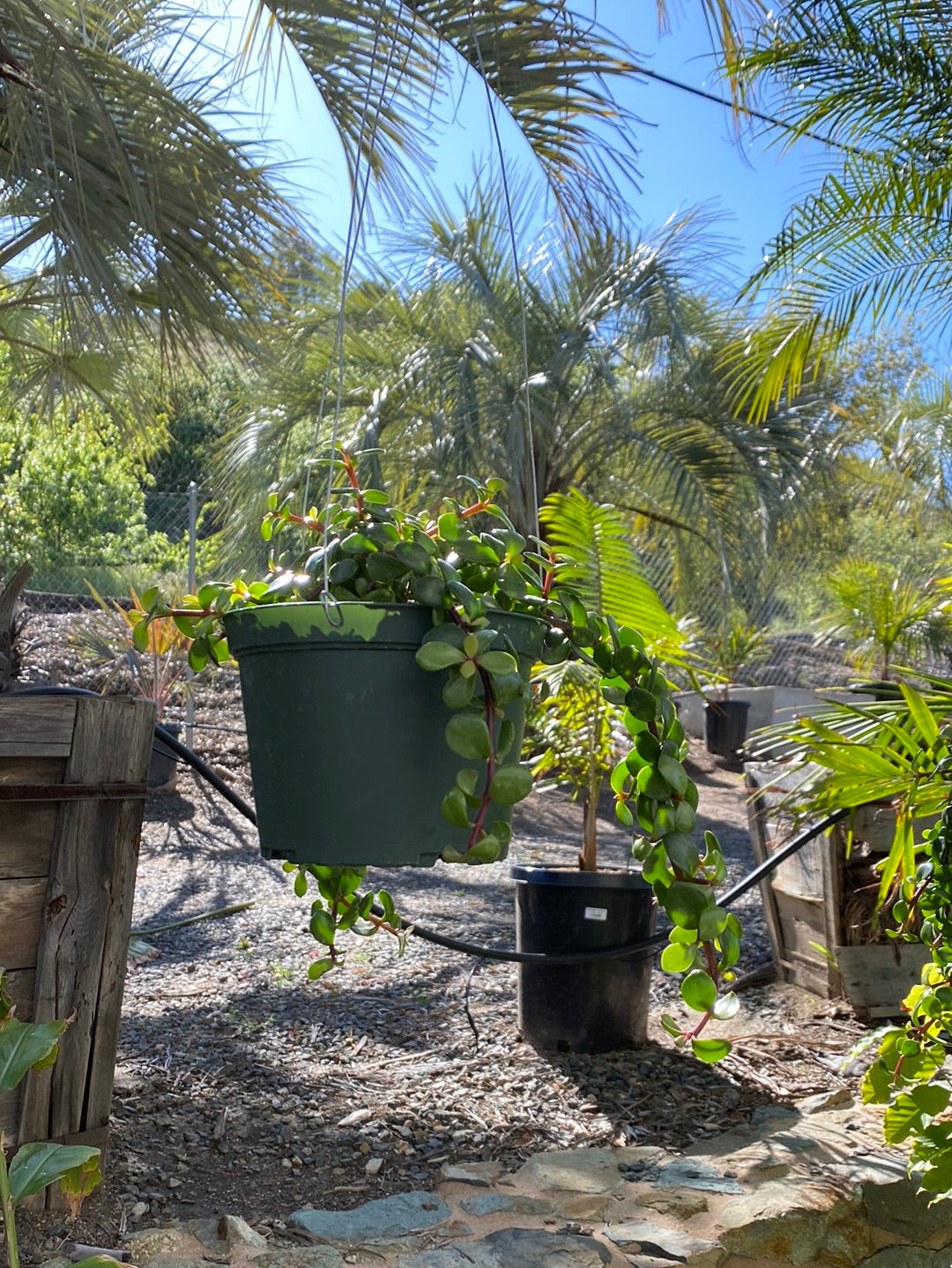 portulacaria afra nz Portulacaria afra – The Madd Potter