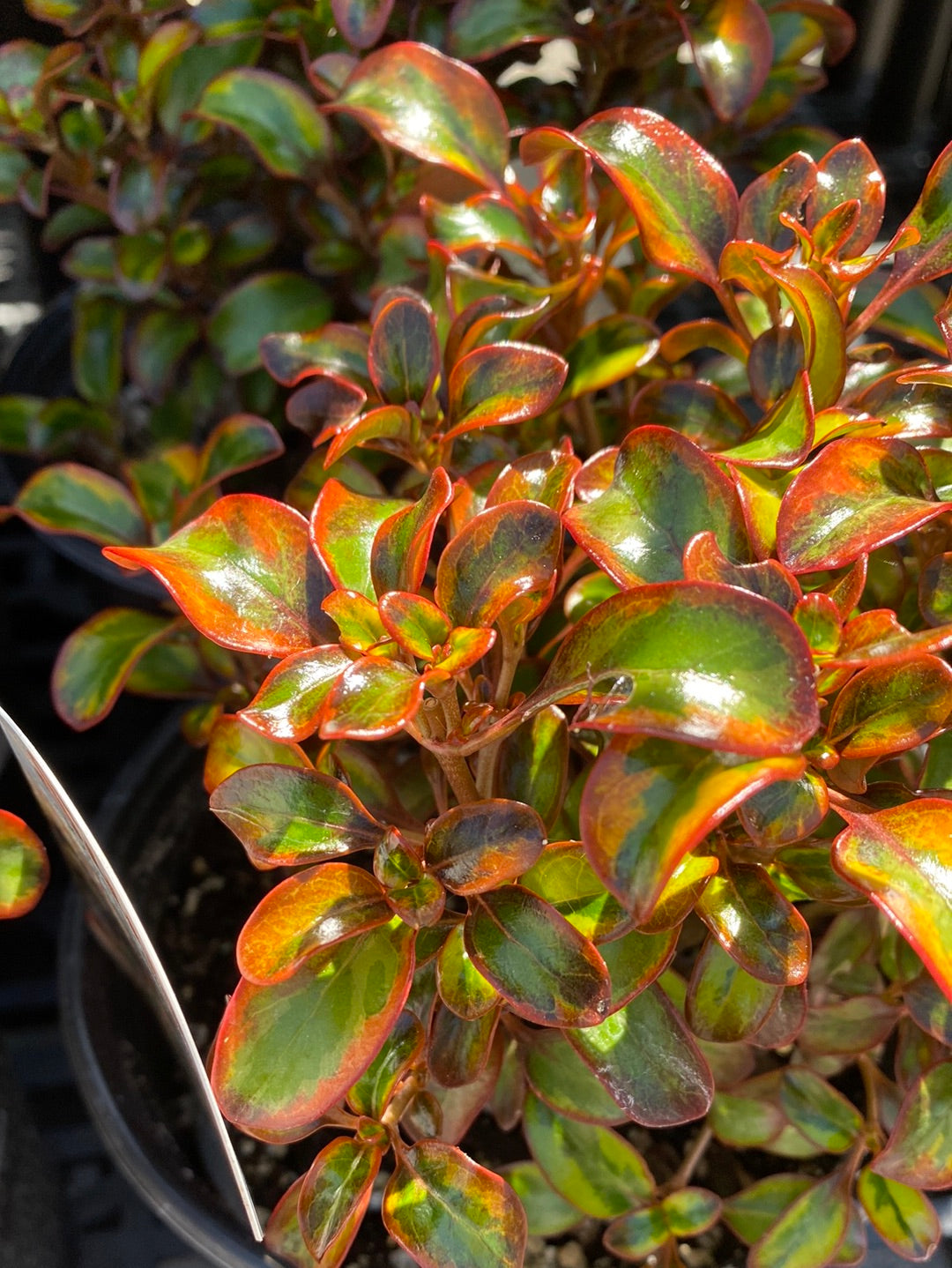 tequila sunrise succulent Coprosma hybrid 'Tequila Sunrise' – The Madd Potter
