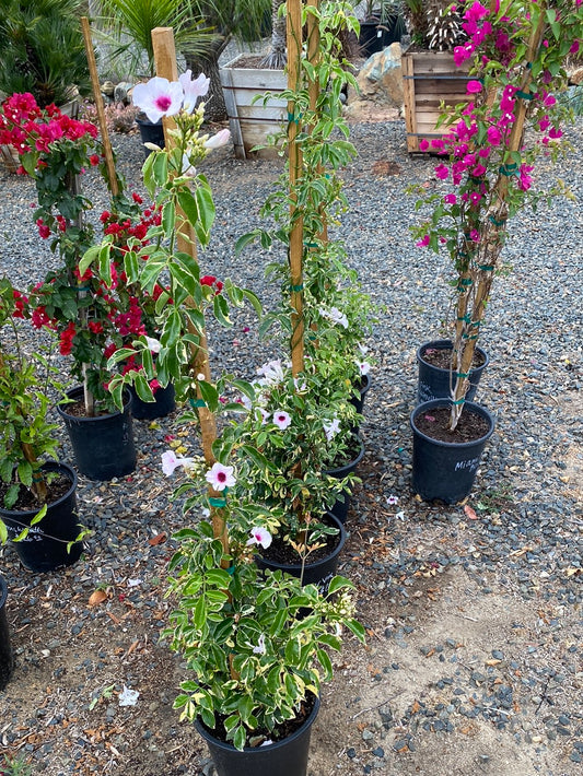 Pandorea jasminoides ‘Variegated’