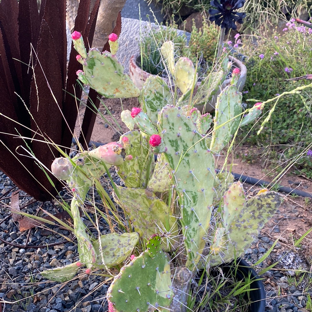 variegated prickly pear cactus Opuntia 'Sunburst' Variegated – The Madd Potter