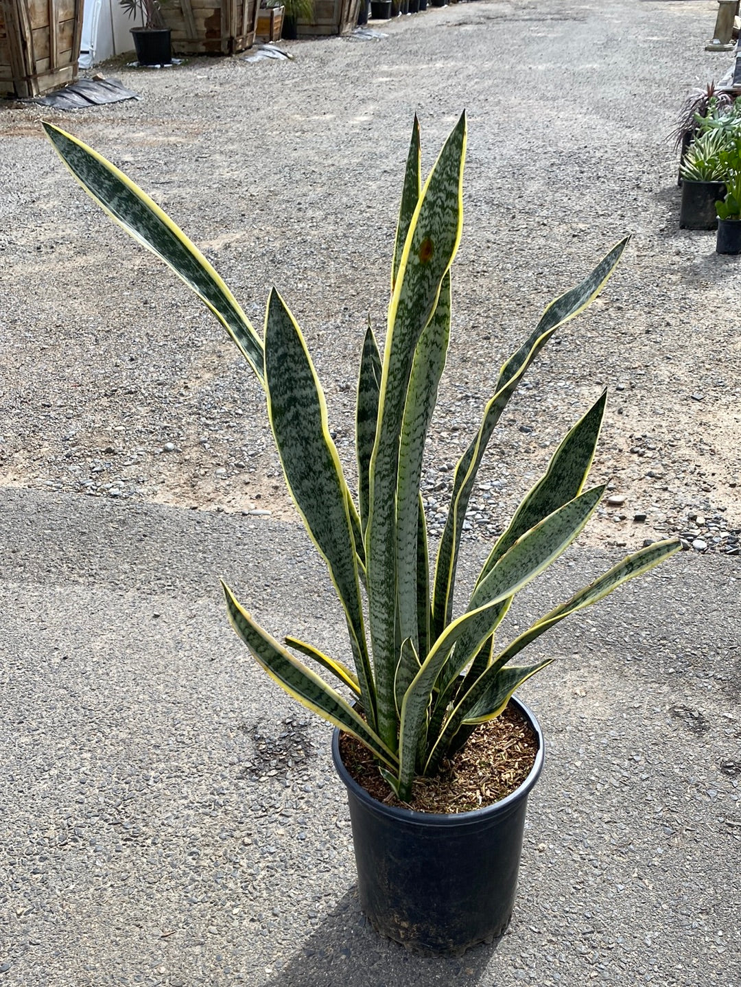 snake plant san diego Sansevieria trifasciata – The Madd Potter