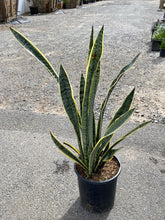 Load image into Gallery viewer, Sansevieria trifasciata