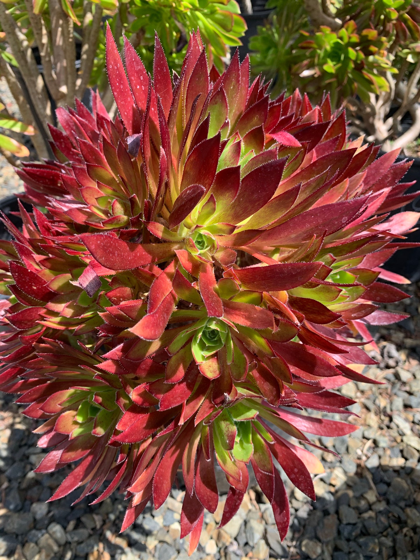 Aeonium Cabernet