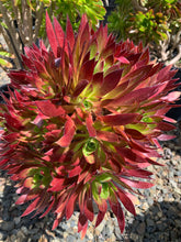 Load image into Gallery viewer, Aeonium Cabernet