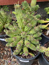 Load image into Gallery viewer, Euphorbia mammillaris