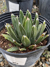 Load image into Gallery viewer, Agave victoriae-reginae
