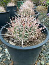 Load image into Gallery viewer, Echinocactus polycephalus