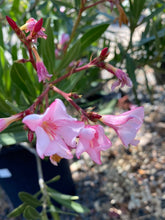 Load image into Gallery viewer, Nerium oleander
