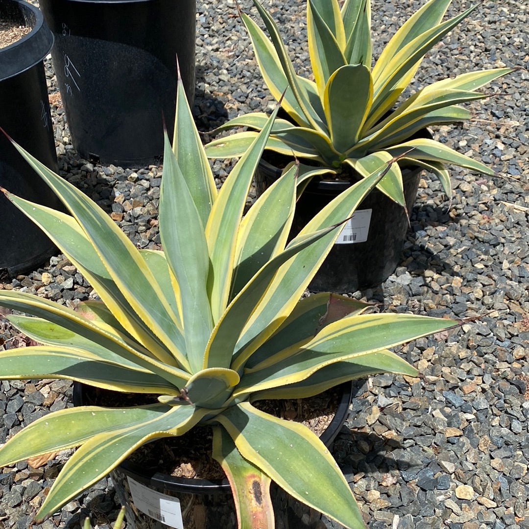 Agave weberi 'Arizona Star' – The Madd Potter
