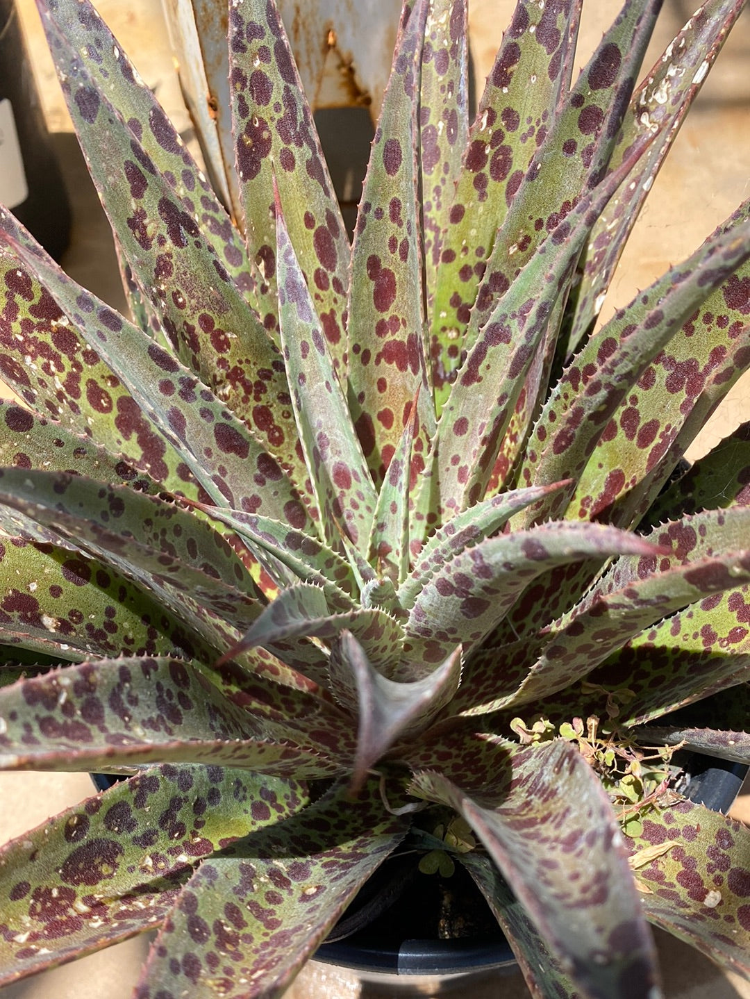 hybrid pineapple plant Mangave hybrid 'Pineapple Express' – The Madd Potter