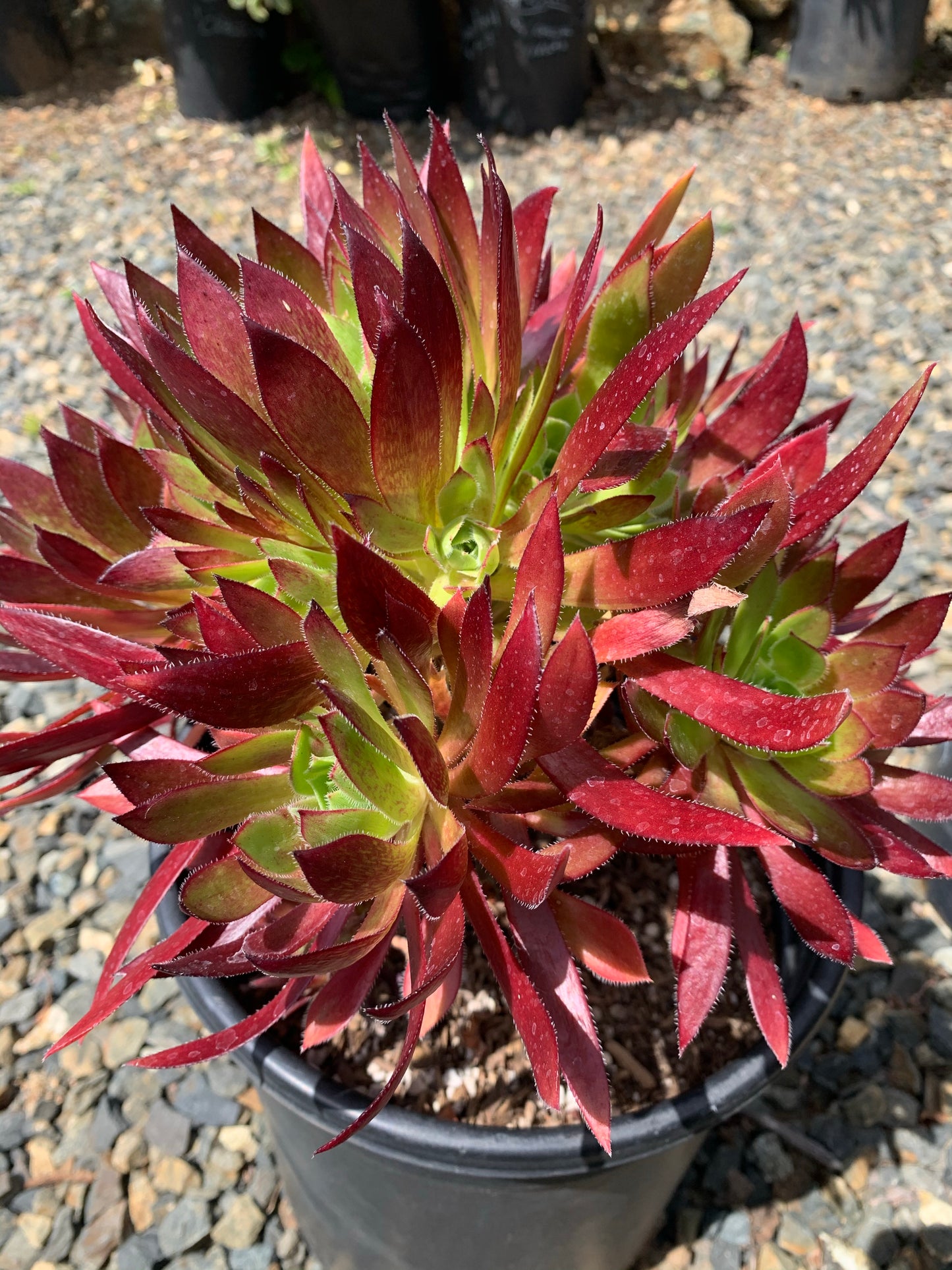 Aeonium Cabernet