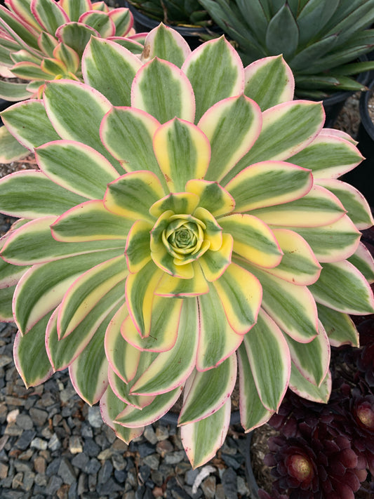 Aeonium ‘Sunburst’