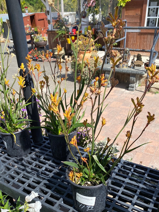 Anigozanthes x hybrida ‘Yellow’