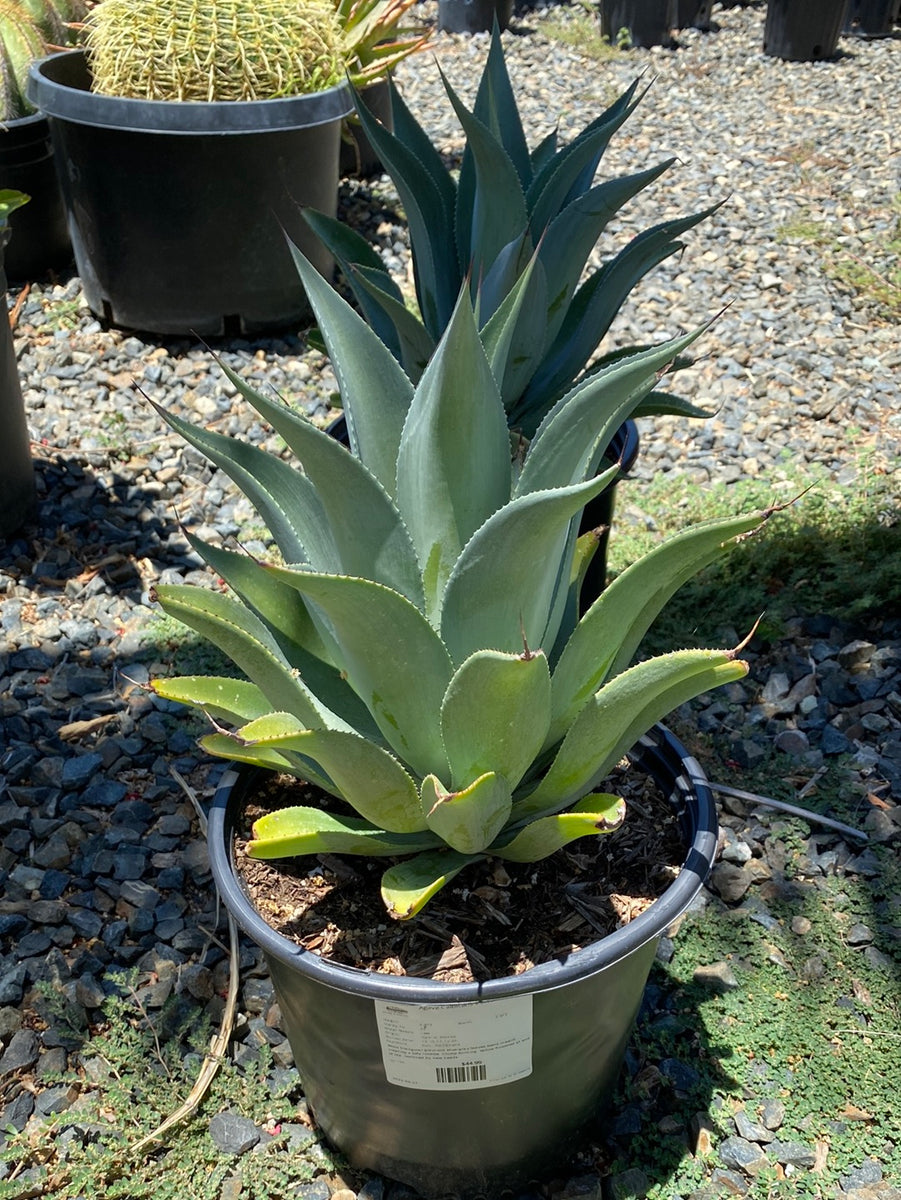 Agave celsii albicans x attenuata The Madd Potter
