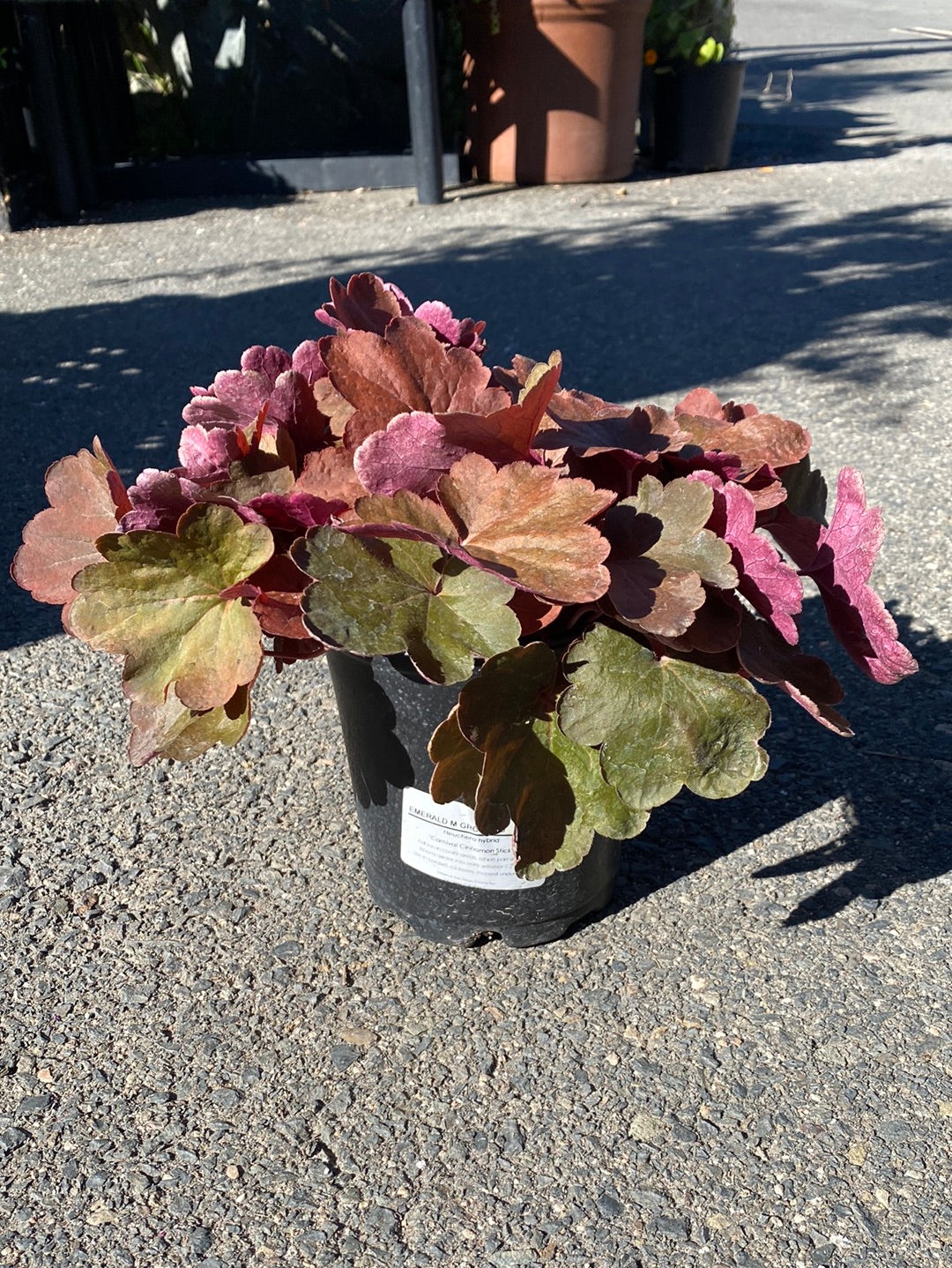 Heuchera hybrid
