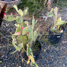 Load image into Gallery viewer, Opuntia &#39;Sunburst&#39; Variegated
