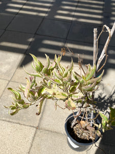 Solanum jasminoides variegata