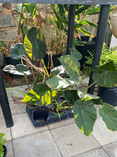 Load image into Gallery viewer, Alocasia ‘Regal Shields’