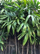Load image into Gallery viewer, Rhapis excelsa