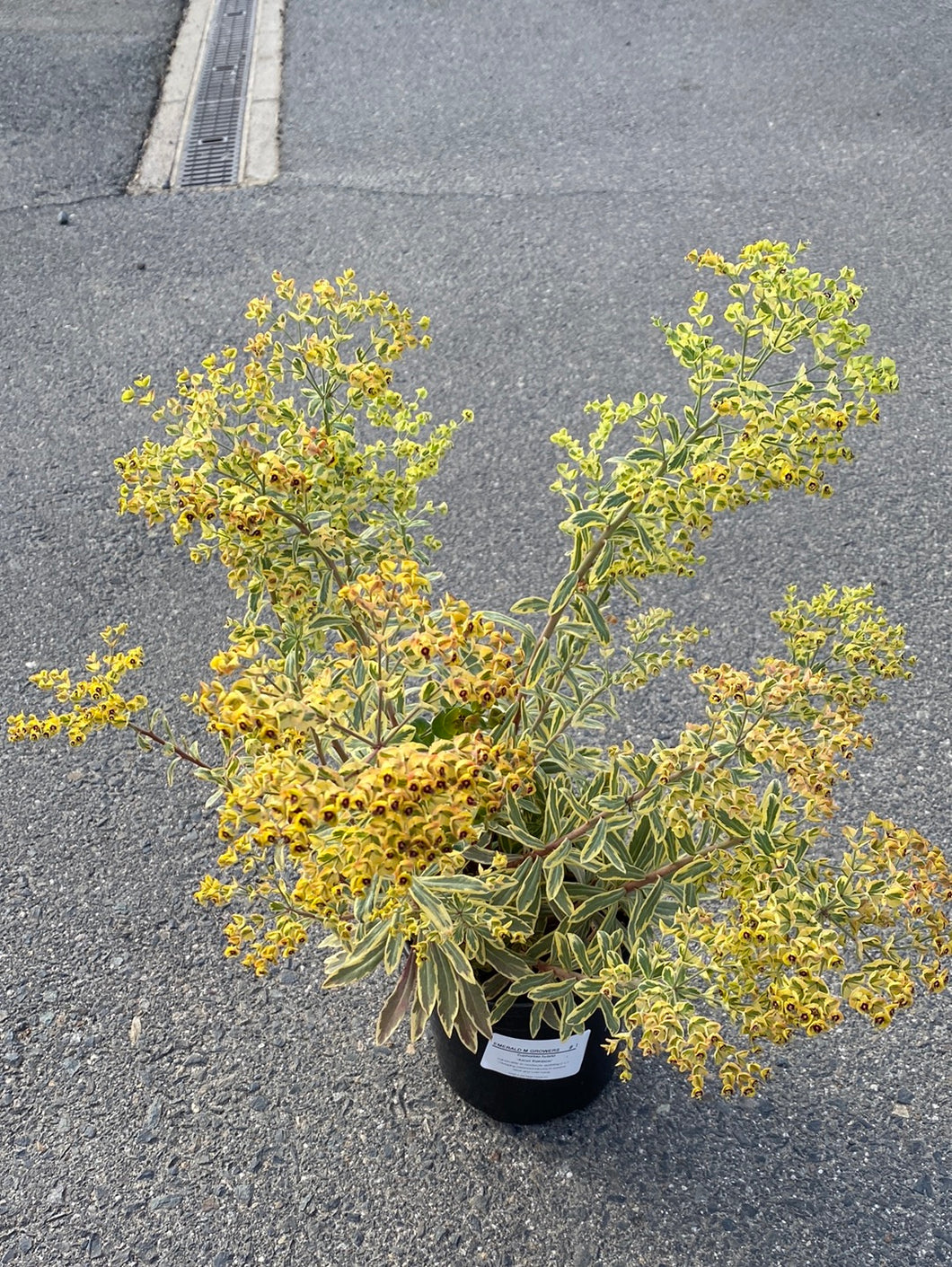 Euphorbia x martini ‘Ascot Rainbow’