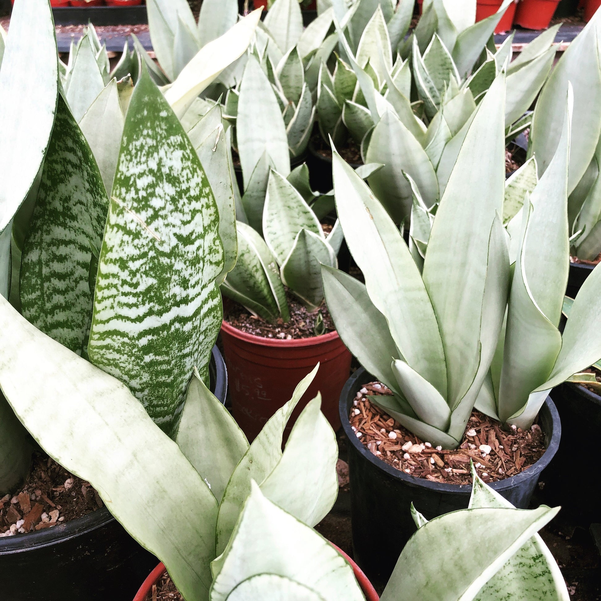 sansevieria moonshine snake plant Sansevieria trifasciata 'Moonshine' – The Madd Potter