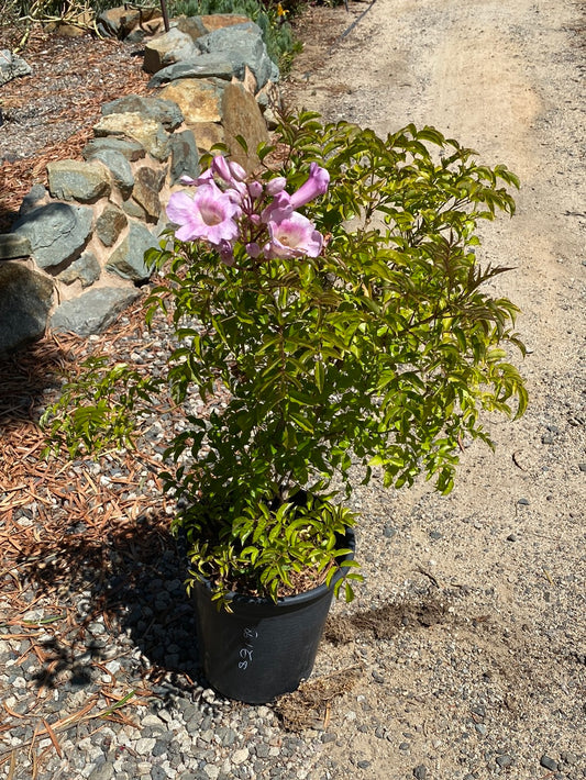 Podranea ricasoliana ‘Pink’