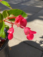 Load image into Gallery viewer, Begonia hybrida