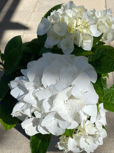 Hydrangea marcophylla ‘White’