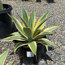 Load image into Gallery viewer, Agave weberi &#39;Arizona Star&#39;