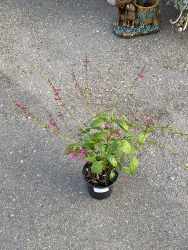 Salvia chiapensis