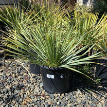 Load image into Gallery viewer, Yucca Rostrata