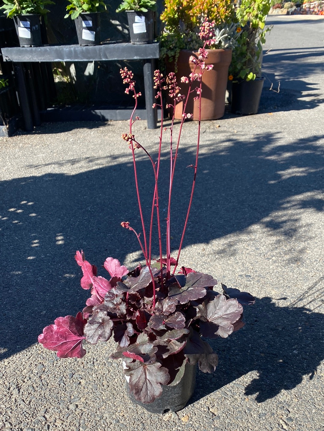 Heuchera hybrid