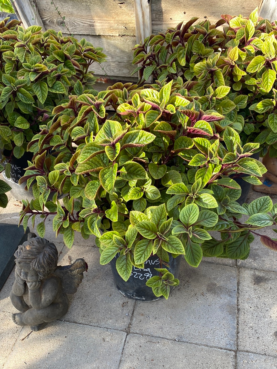 mona lisa lavender plant Plectranthus 'Mona Lavender' – The Madd Potter