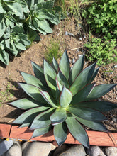 Load image into Gallery viewer, Agave &#39;Blue Glow&#39;