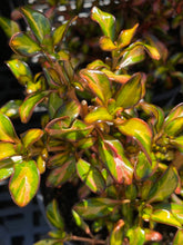 Load image into Gallery viewer, Coprosma hybrid ‘Evening Glow’