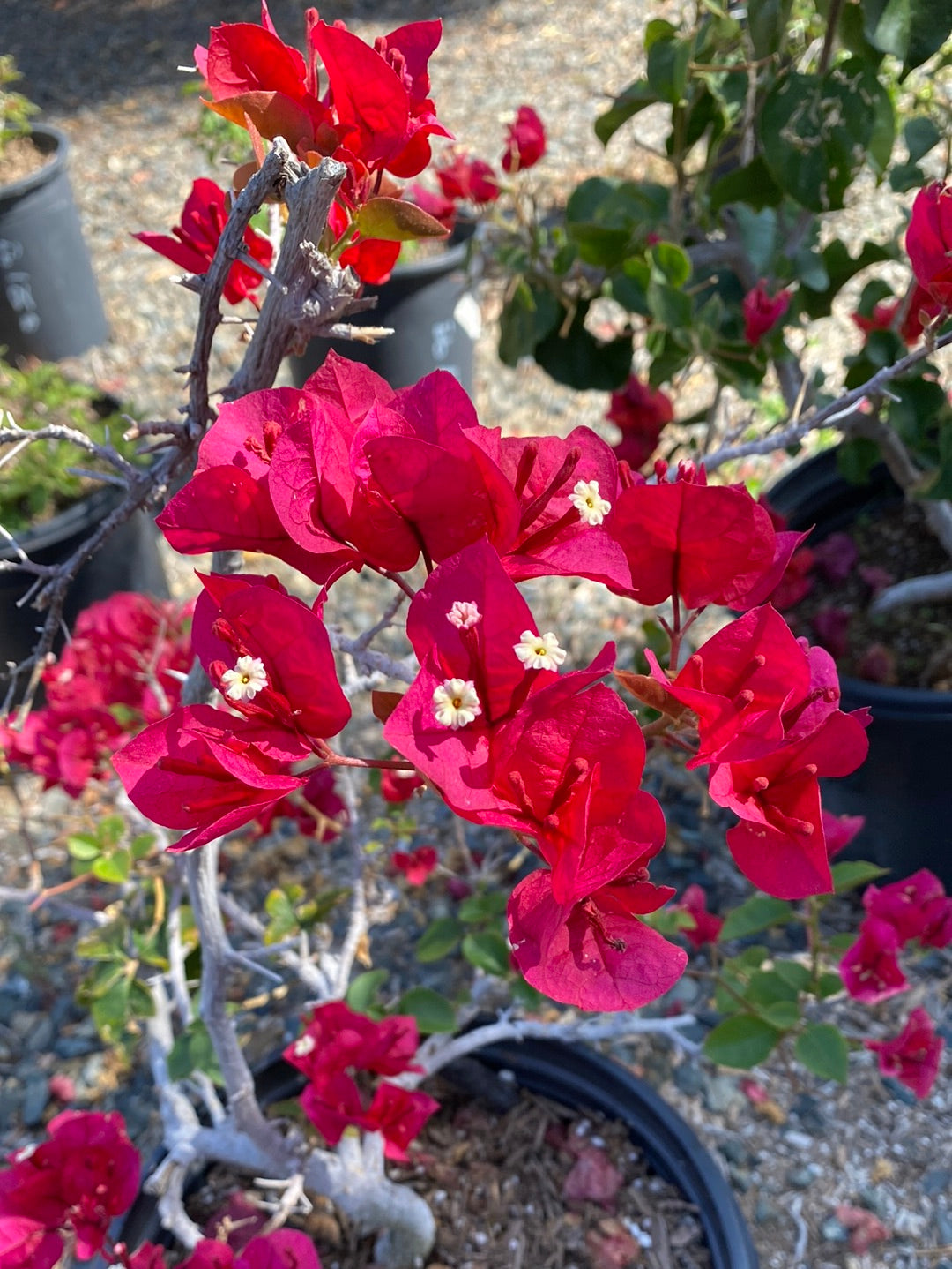 Bougainvillea San Diego Red