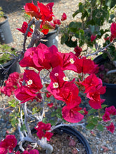 Load image into Gallery viewer, Bougainvillea ‘San Diego Red’