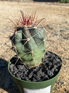 Ferocactus gracilis ssp coloratus