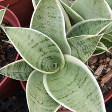 Load image into Gallery viewer, Sansevieria Hybrid