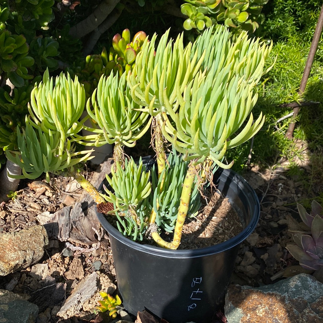 Senecio vitalis