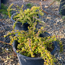 Load image into Gallery viewer, Portulacaria afra &#39;Minima&#39;