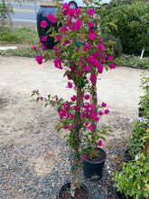 Load image into Gallery viewer, Bougainvillea ‘Miami Pink’