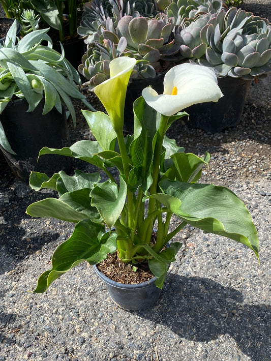 Zantedeschia aethiopica