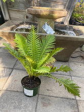 Load image into Gallery viewer, Blechnum gibbum ‘Silver Lady’