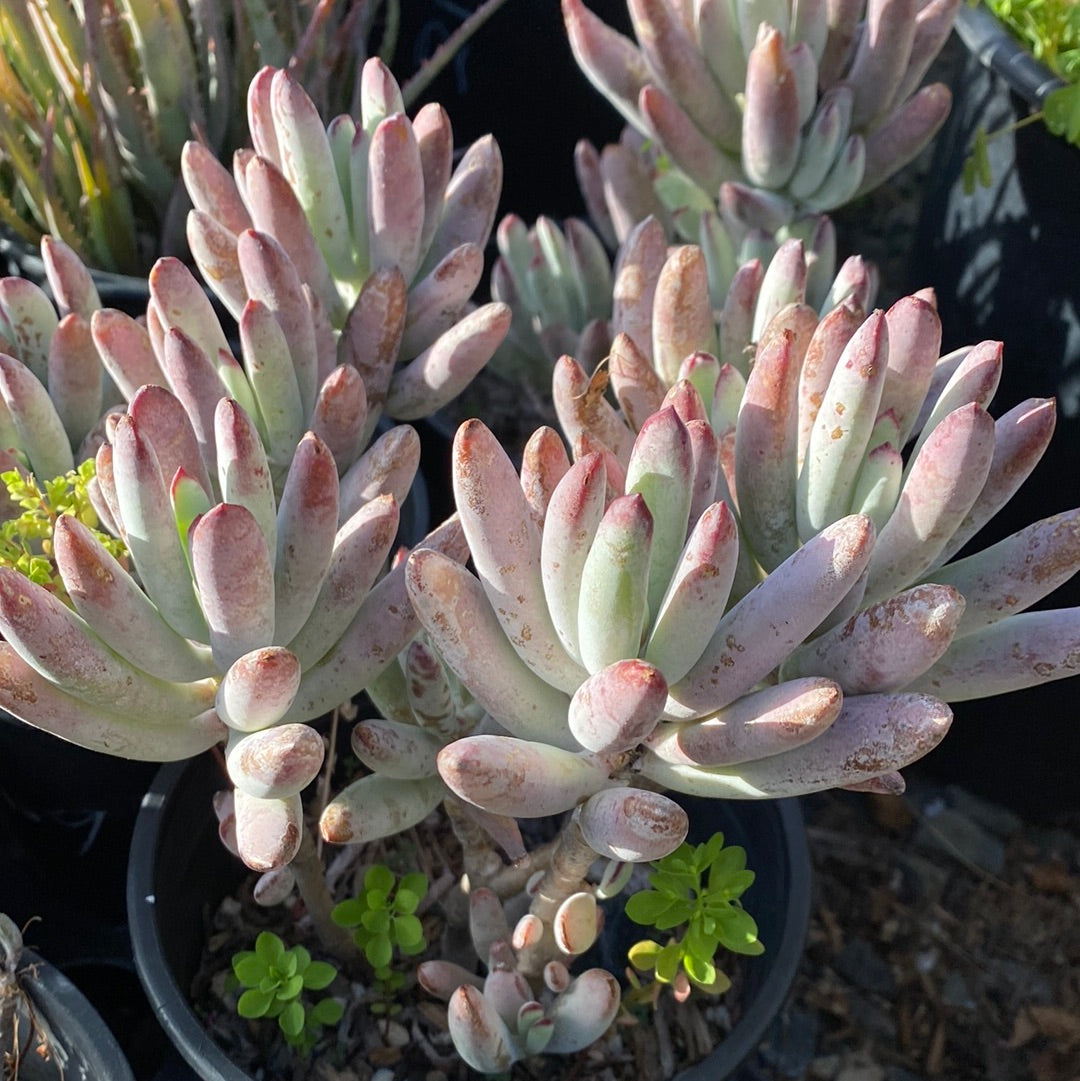 lady fingers succulent plant Cotyledon orbiculata 'Oophylla' – The Madd Potter