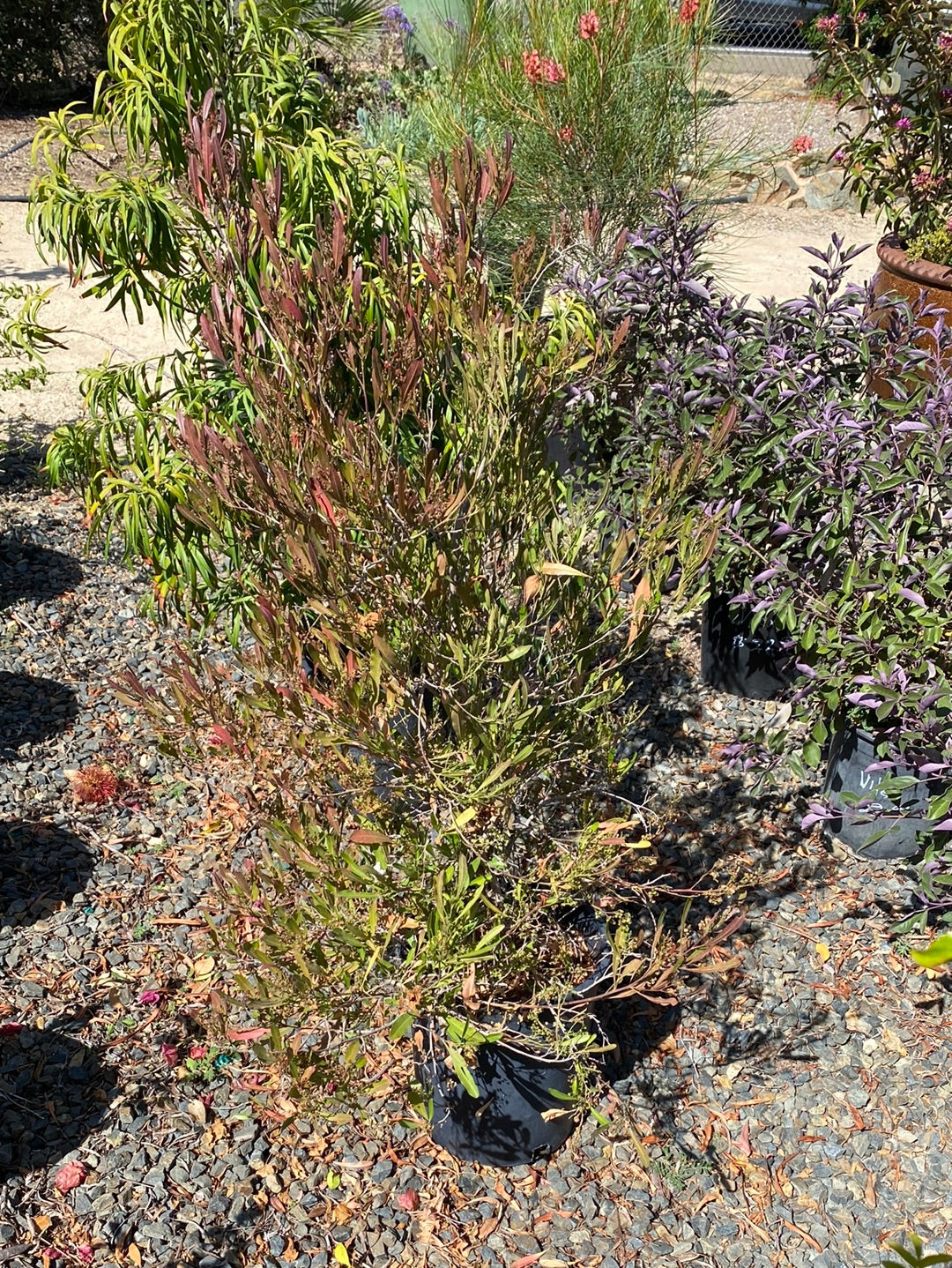 Dodonaea viscosa – The Madd Potter
